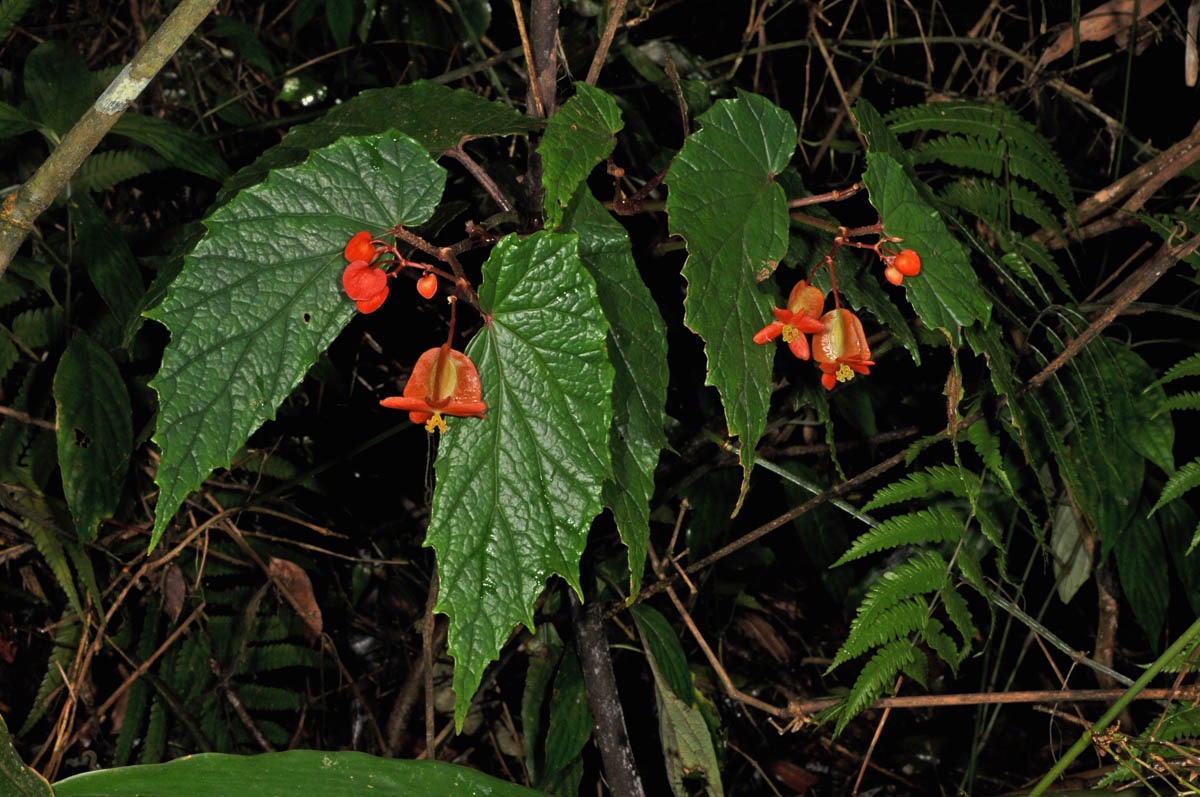 B. cumingii